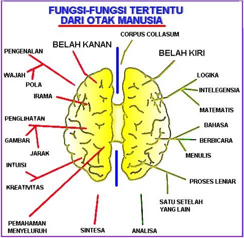 struktur otak